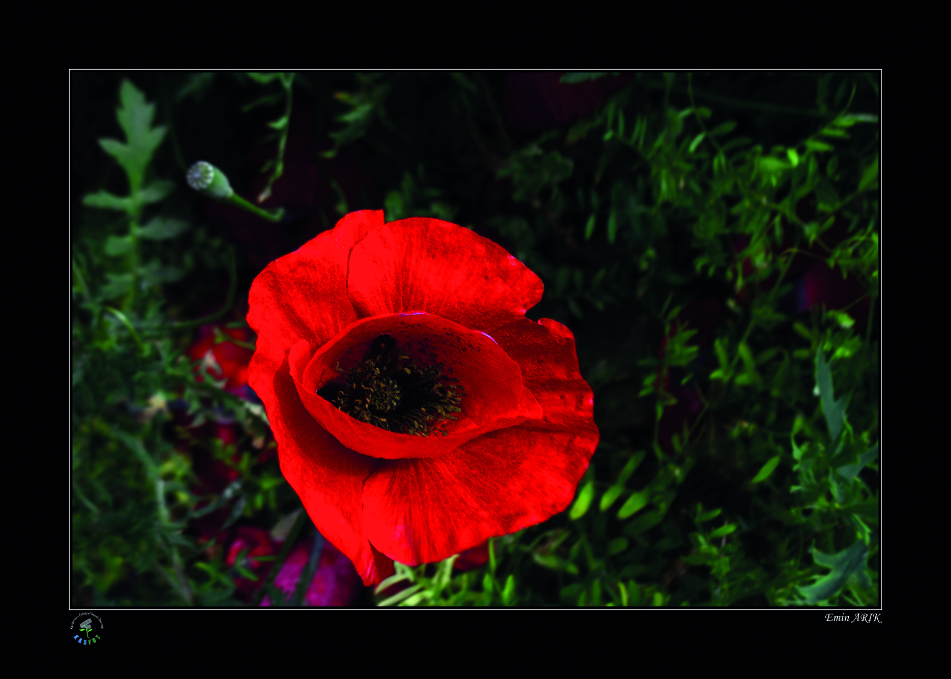 2020 Makro Sergisi Fotoğrafları