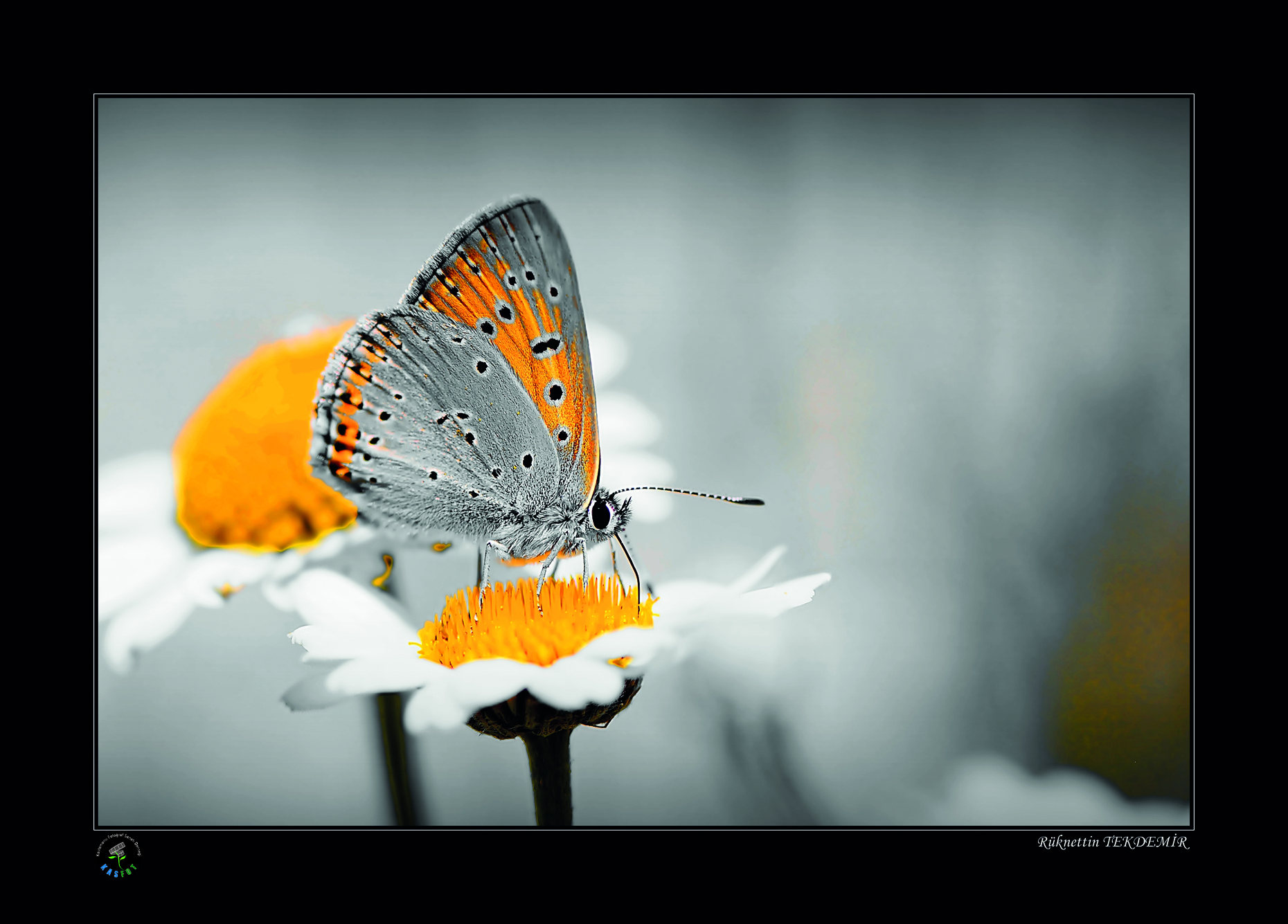 2020 Makro Sergisi Fotoğrafları